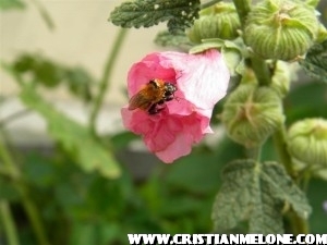 L'ape abruzzese e il polline.